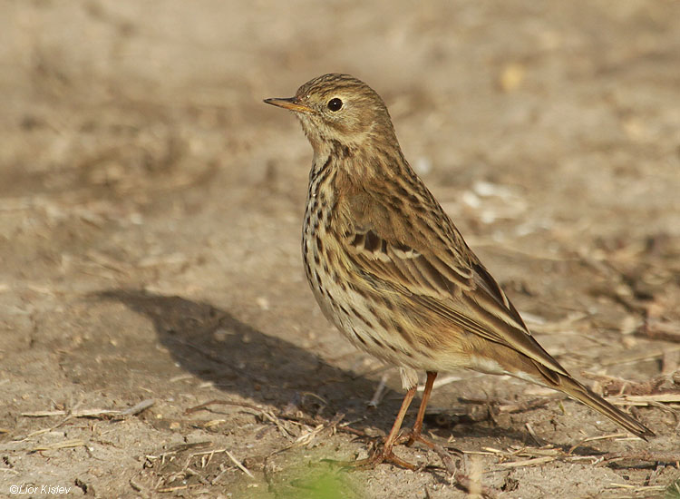   Anthus pratensis   Meadow Pipit    Beit Shean valley ,December 2010,Lior Kislev